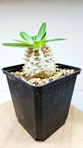 Pachypodium